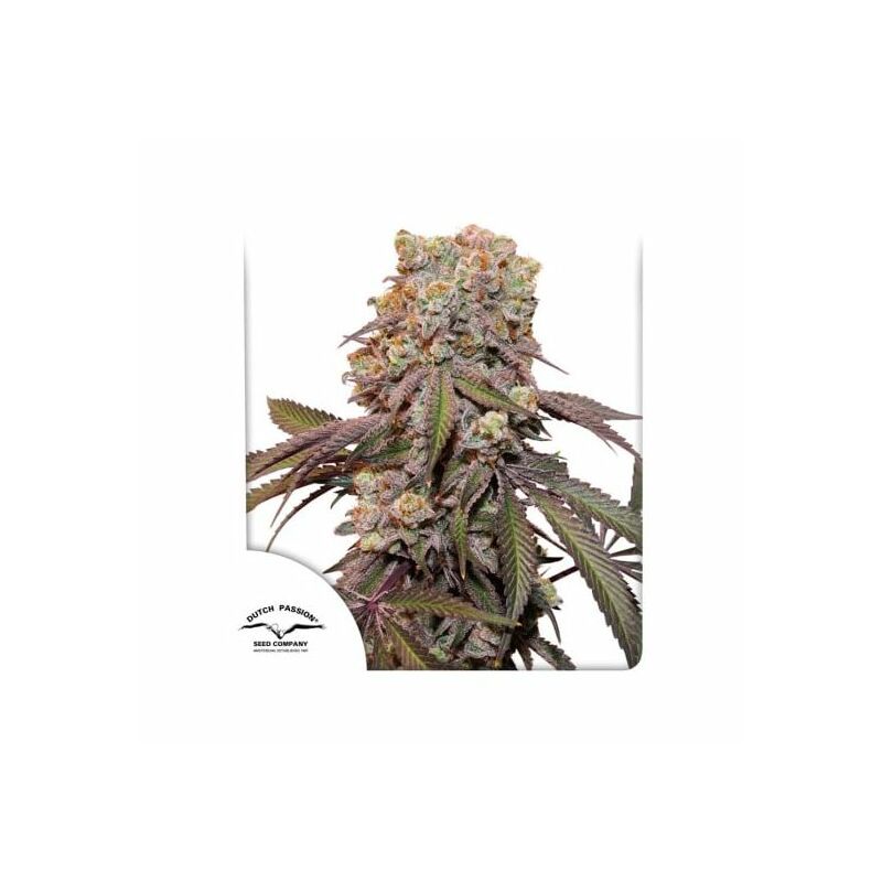 Auto Candy Bubatz XL, Фасовка: 7